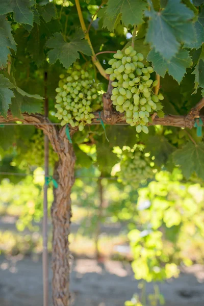 Viñedo con uvas inmaduras —  Fotos de Stock