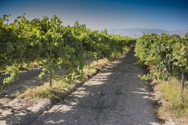 Bağ olgunlaşmamış üzüm ile