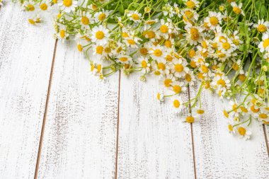 Minyatür papatya veya papatya kopya alanı bir beyaz tahta zemin üzerine