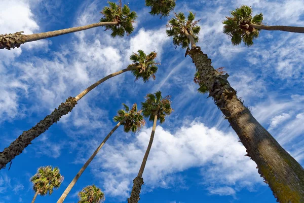 Palm Tree Background — Stock Photo, Image