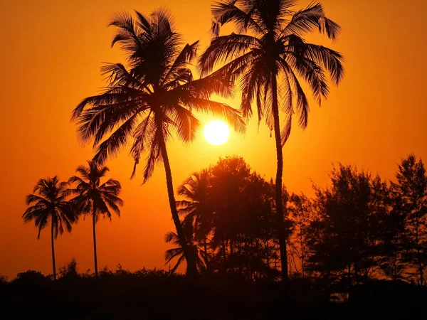 Palmiers sur le fond d'un beau coucher de soleil — Photo