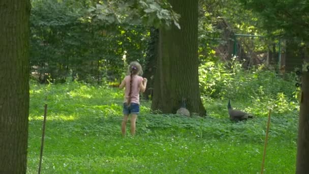 Liten flicka hemsöker en fasaner i en djurpark i en stad i Opole — Stockvideo