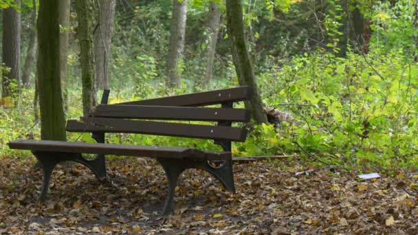 Stary opuszczony Ława złamane w Park Jesień krajobraz suche opadłych liści żółty zielony trawa roślin drzew gałęzie są kołysząc rekreacja samotnie samotność samotności — Wideo stockowe