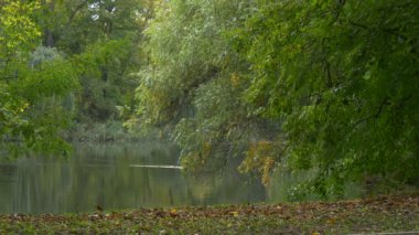 Park veya ormanında sonbahar gün ördek Mallard kuş Yüzme yeşil ağaçların dalları yalın aşağı su kuru düşmüş yaprakları sarı yapraklar için bir zemin üzerinde.