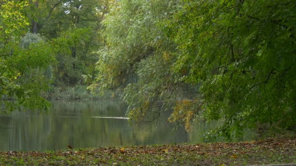 Парк или лес в осенний день Утка Маллард Птица плавание зеленые деревья ветви наклон вниз к воде Сухие опавшие листья Желтая листва на земле — стоковое видео