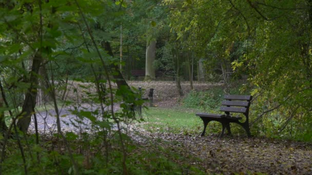 Lege houten bankje in de begroeide groene Alley vers groen bomen bos of Park in de herfst geel gevallen bladeren NAT windstille weer bewolkte dag — Stockvideo