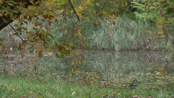 Lake or River Dry Leaves on Watery Surface Park by the Water Forest in Autumn Cloudy Day Green Reed on the Other Side Landscape Water Floats Slowly — Αρχείο Βίντεο