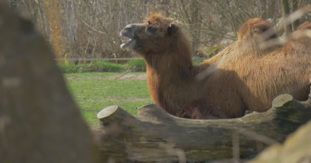 Baktrisches Kamel mit braunen Haaren sitzt auf einer Koppel auf einem grünen Gras — Stockvideo