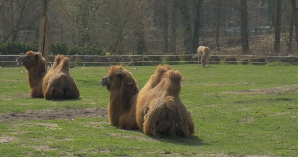 Los camellos bactrianos están descansando Los caballos están devastando a los animales con dos jorobas con los dedos de los pies despejados acostados en una excursión terrestre al zoológico Día soleado Primavera — Vídeos de Stock