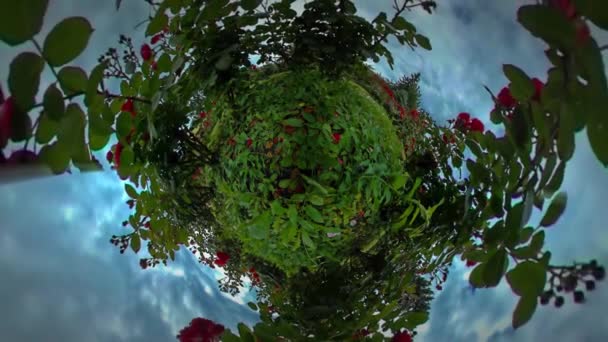 Μικρό μικροσκοπικό πλανήτη 360 μοιρών λουλούδι κρεβάτια τριαντάφυλλα κόκκινα λουλούδια είναι ανθίζοντας ταλαντεύονται στα σύννεφα τοπίο άνεμος επιπλέουν στο μπλε ουρανό Tour σε Opole — Αρχείο Βίντεο