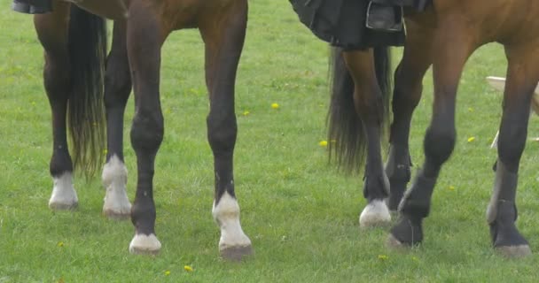 Ausgeschnittener Blick Auf Schöne Pferde Auf Der Grünen Weide — Stockvideo
