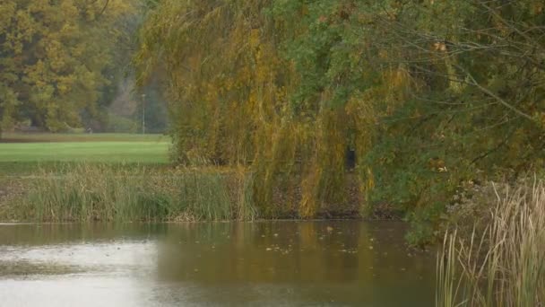 Rive sèche du lac Reed dans le parc de jour nuageux à l'automne Les branches de saule des arbres verts et jaunes se penchent vers la pelouse aquatique sur les plantes latérales opposées se balancent — Video