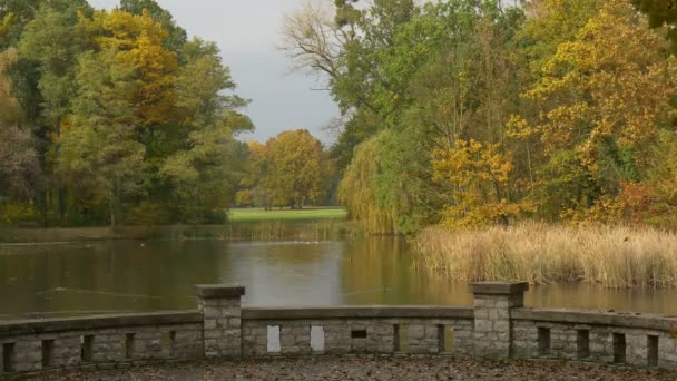 Blick von der Aussichtsplattform am Fluss trockene Blätter fliegen bewölkt windig Tag Herbst gelbe Bäume Rasen auf der gegenüberliegenden Seite Pflanzen wiegen Wellen auf dem Wasser Enten — Stockvideo