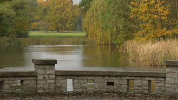 Cubierta de observación en el río Hojas secas Mosca Nublado Viento Día Otoño Árboles dorados Césped en el lado opuesto Las plantas se balancean Onda en los patos de agua Natación — Vídeos de Stock