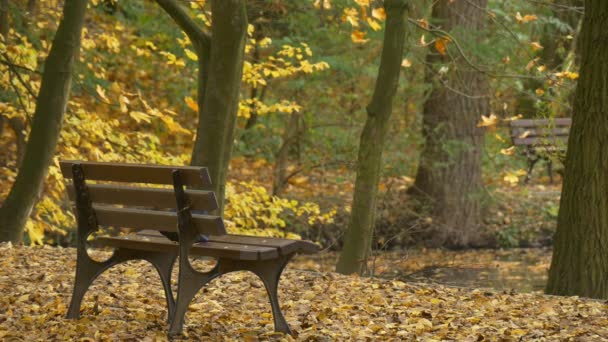 自転車に乗って路地秋日黄金の木公園でのバックパッカー スポーティーなジャケットで男来るは公園乾燥黄色葉の自然のベンチで休憩 — ストック動画