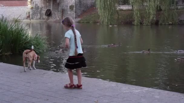 Dziewczyna karmi kaczki dzikie blisko rzeki małych — Wideo stockowe