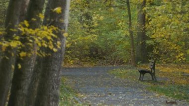 Park altın sarı yapraklar yere hafta sonları eğlence, doğa kapsayan aşağı düşüyor Gölü sonbahar Peyzaj Park sokak ile tezgah