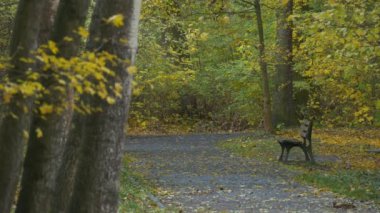 Benches in Park Alley at the Autumn Landscape. Golden Yellow Leaves Are Falling Down Covering the Ground. Recreation at the Nature, Weekends. Green and Yellow Leaves on a Trees. Branches Are Swaying