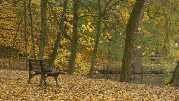 Человек едет на велосипеде на Аллее День осени Велосипедист проводит время у природы Золотые деревья в парке Желтые листья осенью покрывают землю и озеро поверхности — стоковое видео