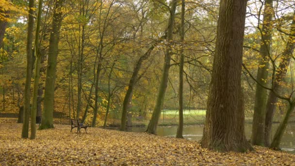 Ławka w parku przez Park Krajobrazowy jesień jezioro aleja, którym złote żółte liście spadają obejmujące rekreacja weekendy ziemi o charakterze — Wideo stockowe