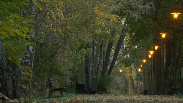 L'uomo è in sella a una bicicletta Lontano Veduta di Betulla Alley Autunno Giorno Foglie Gialle a terra Turista Riposo presso la natura Alberi d'oro Panche Lungo il sentiero — Video Stock