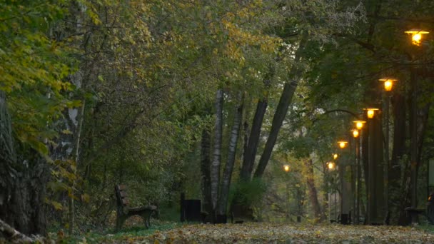 Widok na długo aleja ławki w jesień krajobraz parku aleja, którym złote żółte liście spadają obejmujące rekreacja weekendy ziemi o charakterze — Wideo stockowe