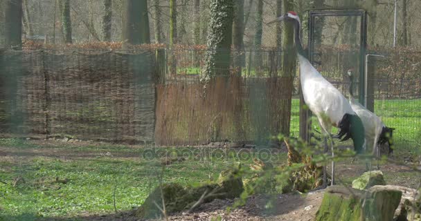 Två stora Stork i Park — Stockvideo