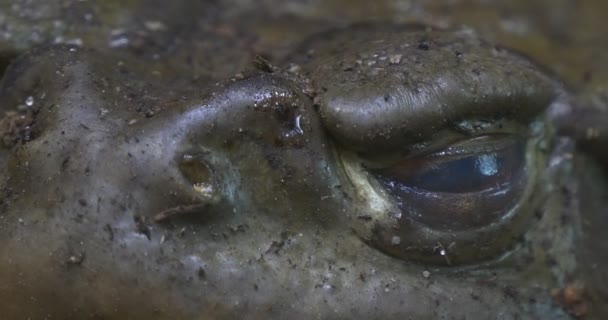 Close up van Frog's Eye — Stockvideo