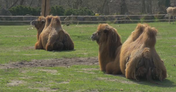 Zwei Kamele auf dem Gras — Stockvideo