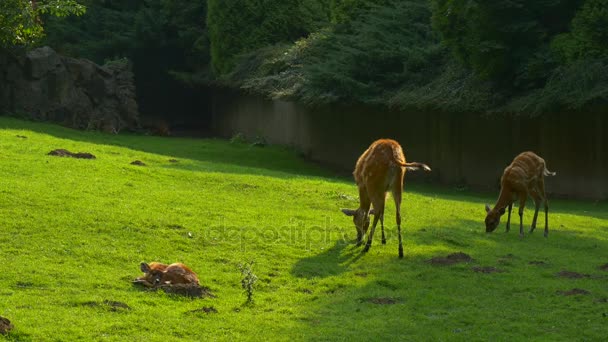 Several Gazelles Are Grazed on a Meadow — Stock Video