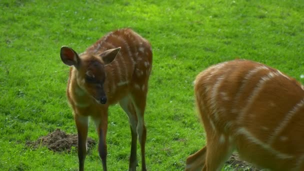 Små vilda Gazelle står på en grön gräsmatta — Stockvideo