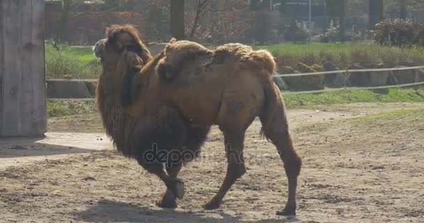 動物園で古いラクダ — ストック動画