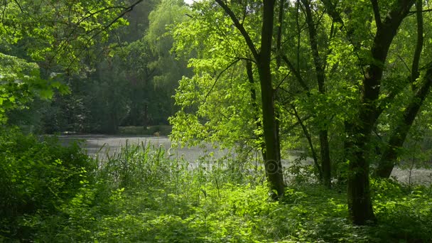 Descanse junto al lago en medio del parque forestal Árboles verdes frescos se balancean al viento en el soleado día de verano La luz del sol llega a través de ramas de árboles — Vídeo de stock