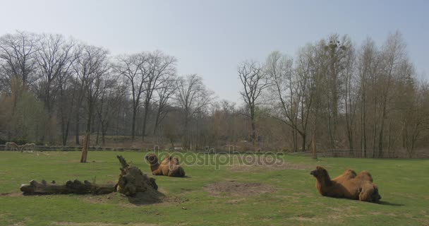 Descanse dos camellos viejos . — Vídeos de Stock