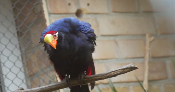 Afrikanischer Kuckuck im Zoo — Stockvideo