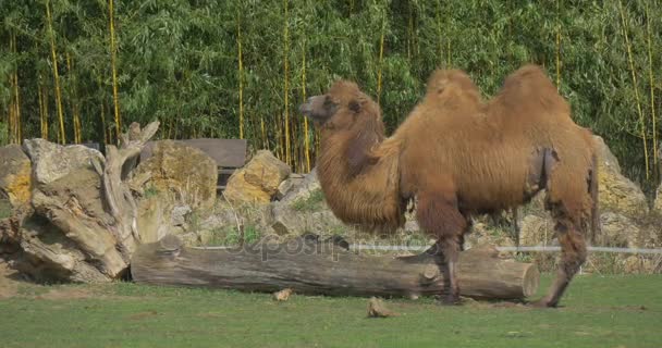 Bactrian deve büyük kayalar yakınındaki. — Stok video