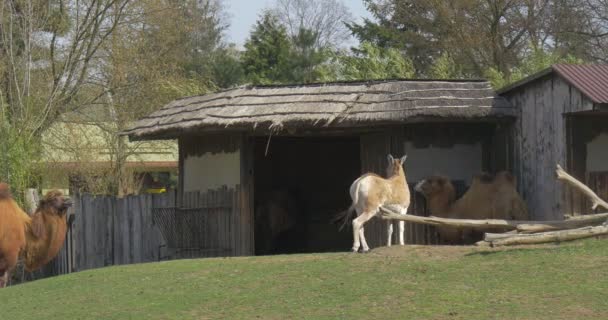 Um burro abanando uma cauda perto de um camelo . — Vídeo de Stock