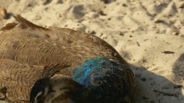 Genç tavus kuşu bir yaz güneşi kirişler ısıtılır