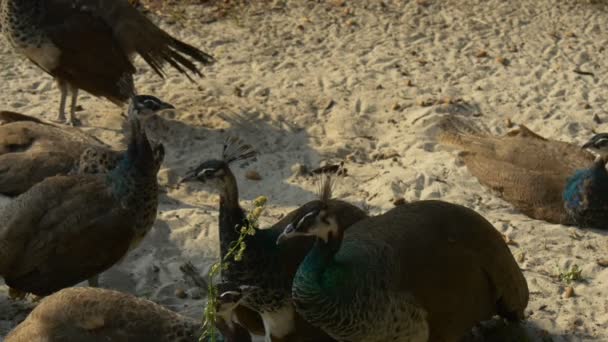 Un petit groupe de jeunes paons se trouve dans un zoo central — Video