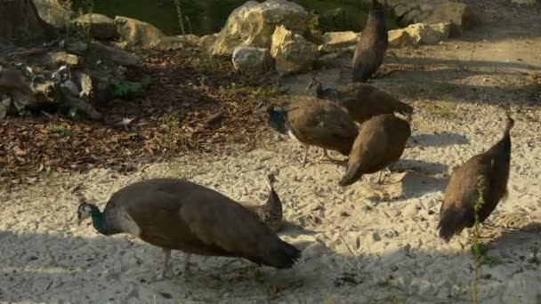 Pequeño grupo de pavos reales está buscando comida — Vídeo de stock