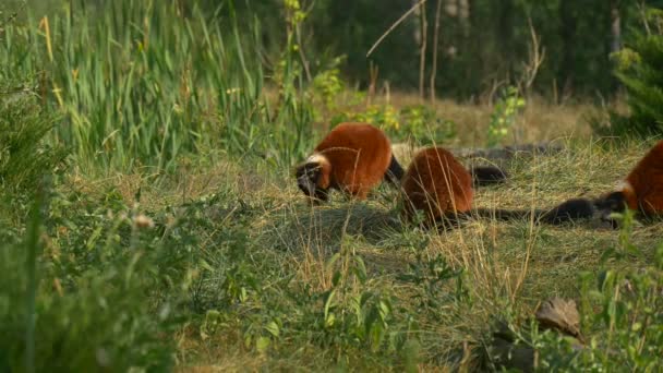 Tři červené lemurů sedí na zelené trávě — Stock video