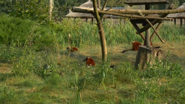 Grupo lémures comer más lujurioso hierba bajo los pies — Vídeos de Stock