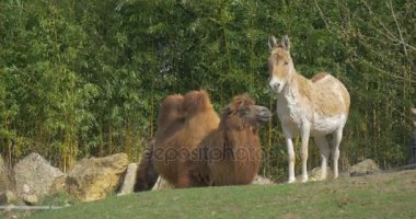 Hayvanat Bahçesi egzotik hayvanları.