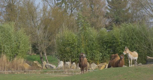 Camals e burro em pé na pequena colina — Vídeo de Stock