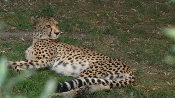 An Adult Cheetah Lies on the Ground — Stock Video