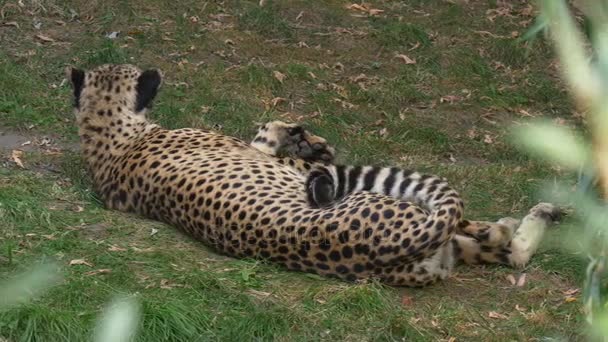 Cheetah Lies a Back to Visitors of a Zoo — Stock Video