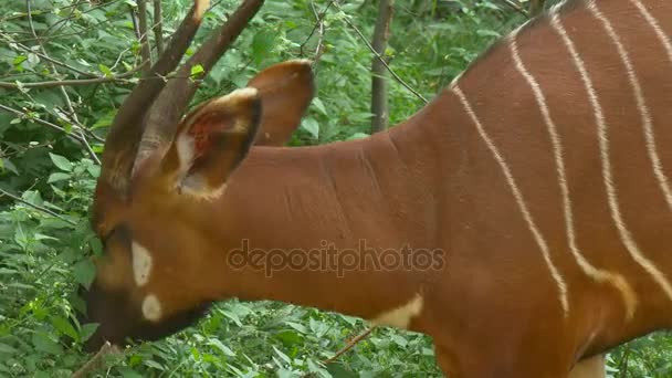 Antílope africano marrón come hojas de arbustos — Vídeos de Stock