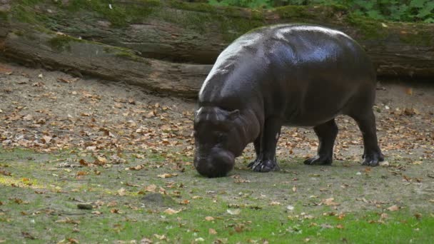 Big Black Hippo Grazing on a Green Meadow — Stock Video