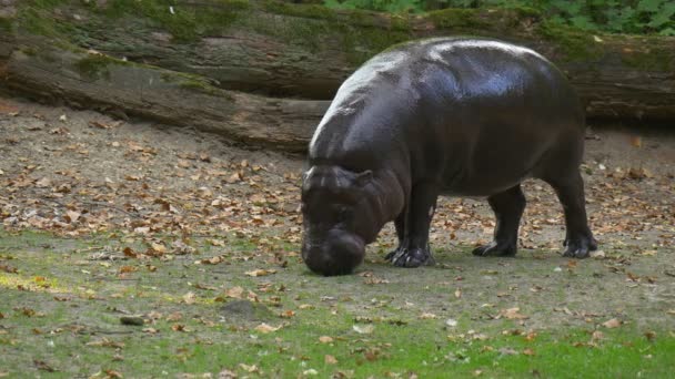 緑の牧草地に放牧大きな黒カバ — ストック動画