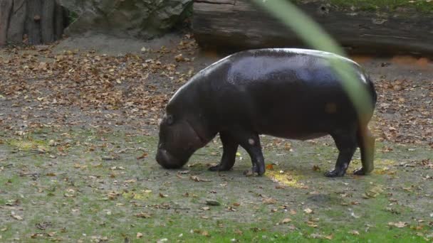Young Black Hippopotamus Wanders on a Glade — Stock Video